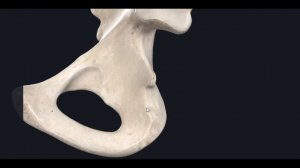 Седалищная (Ischii) 3D Анатомия
