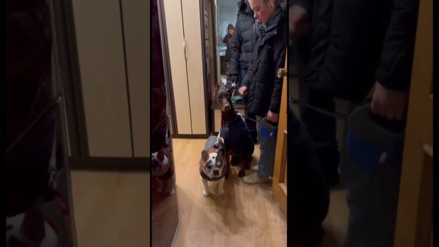 #французский бульдог#доберман#кавалер кинг чарлз спаниель 🐕🦺🐕🐶🎄 смотреть онлайн