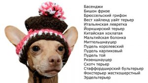 Собаки которые не линяют.