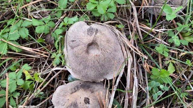 Tricholoma terreum, November 27, 2022