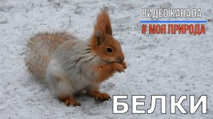 Белки