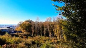 Пение птиц.Сочи.Ноябрь.