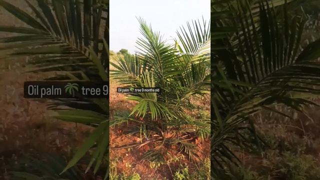 Palm Oil farming | 9 months old tree| Bhumiputr Farms