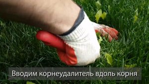 Борьба с одуванчиками на газоне: первая прополка в мае