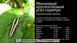 Яблоневый круглоголовый усач-скрипун  (Saperda candida Fabricius)