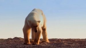 Wild Polar Bear - Predator of Arctic Ocean | Ice Bears (2018 Documentary)