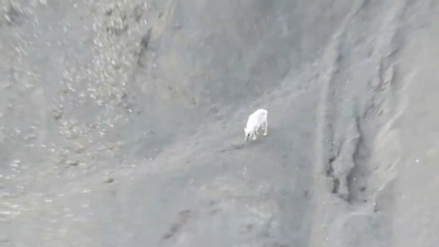 Животные Шпицбергена