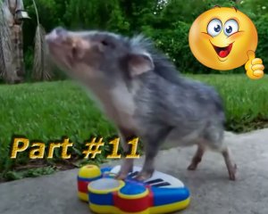 NEW лучшее. Подборка видео со смешными животным. Part #11 #animals #cat #dog