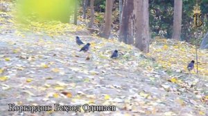 Шавкати Замон,Тирамоҳи Миндона,коргардон Беҳзод Одинаев.