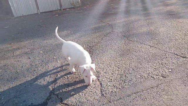 Бультерьер Снап 🥰 #снап #бультерьер #щенок #собака смотреть онлайн