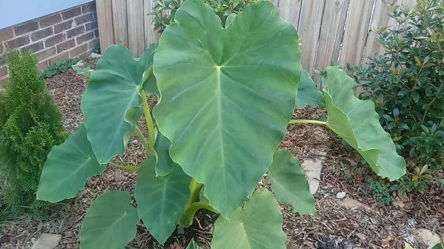The Giant Elephant Ear Plant (Colocasia) 🌿