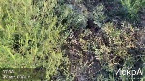 Арбуз Холодок