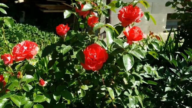 Чайно-гибридная роза "Cherry Lady" смотреть онлайн