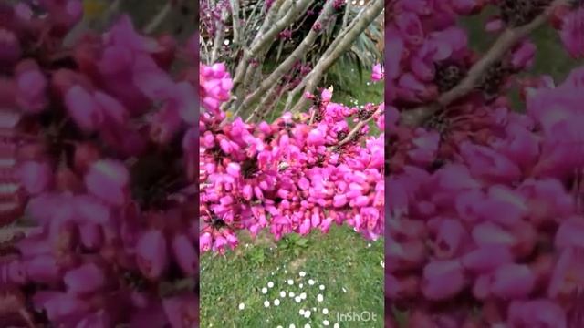 Самые красивые цветущие деревья. Церцис канадский. #shorts
