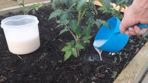 ПОМИДОРЫ ОБОЖАЮТ ЭТУ БЕЛУЮ ПОДКОРМКУ!!! Важная подкормка томатов!!! СУПЕР ПОДКОРМКА!!!