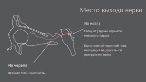 Черепные нервы. Блоковый нерв IV