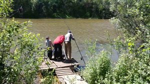 Сазан 13кг. Пруд "Зеленый гай" 26.05.18.