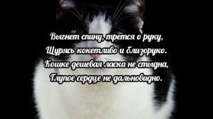 Люблю я собаку за верный нрав. Эдуард Асадов. Душевные стихи о верности