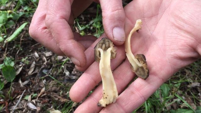 Identifying the Semi Free Morel, Morchella semilibera смотреть онлайн