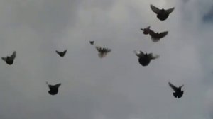 НИКОЛАЕВСКИЕ ГОЛУБИ /pigeons/ БАБОЧКА / ГОЛУБЯТНЯ ВОВЫ КЕРЧЕНСКОГО (3)