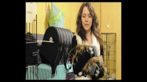 Кошки - приют в Санкт Петербурге