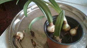 Гиппеаструм - пересадка после периода покоя. //Hippeastrum-transplant after a period of rest.//