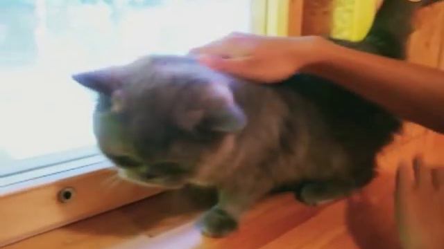 Видеообзор гостиницы «ЗооХутор» смотреть онлайн