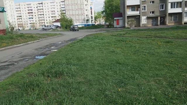 Красивая собака, явно выгнали из дома. смотреть онлайн