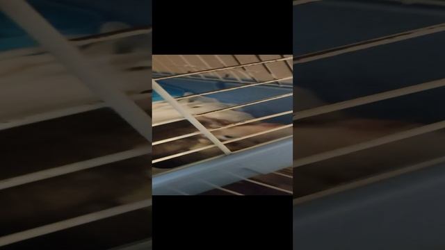Любимые декоративные крысы