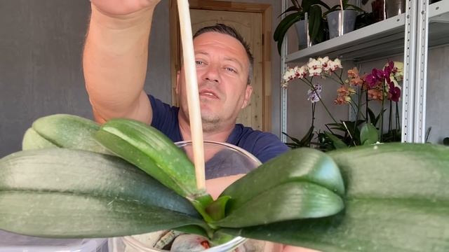 КОРНИ ОРХИДЕИ и ЛИСТЬЯ РАЗБУДИЛИ после ТРИПСОВ и ГНИЛИ корневой КОЧЕРЫЖКИ смотреть онлайн