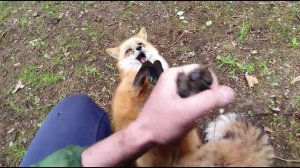 Ли Сяо / Alice the Fox Лиса Алиса (Весёлая лиса валяется на спине)
