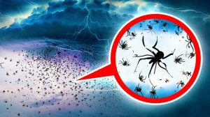 Дождь из пауков + другие природные чудеса, в которые вы никогда не поверите