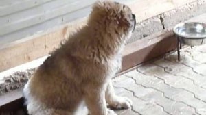 Щенки кавказской овчарки 3 месяца и неделя