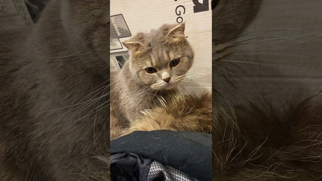 Кот Пуша