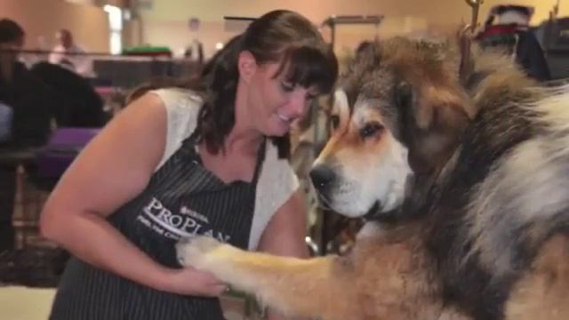 Pure Paws Grooming - Груминг Тибетского Мастифа