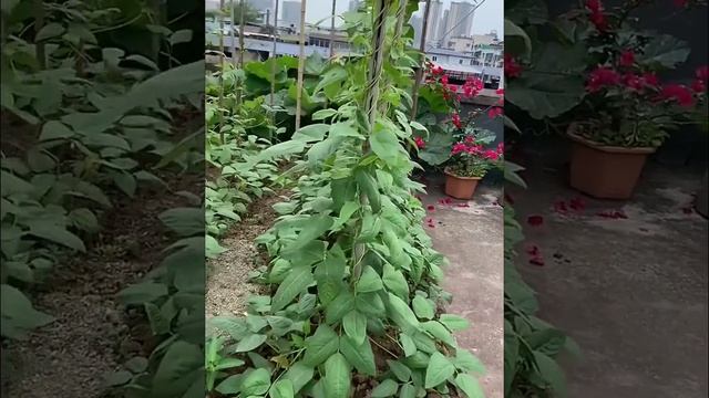 Rooftop Garden