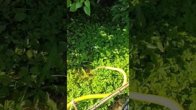 Разбуриваю абиссинку под 125 трубу ч6 смотреть онлайн