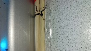 Палочки для роллов