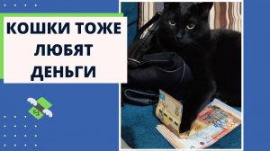 Приколы с Котами. Подборка Видео про Кошек, которые Любят Деньги