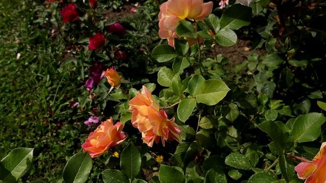 Роз де Цистерсьен - роза с удивительно необычной окраской! смотреть онлайн