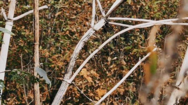 VID 20220926 110707 Анита (К. Бальмонт)...Павел Васильев Лахтинский смотреть онлайн