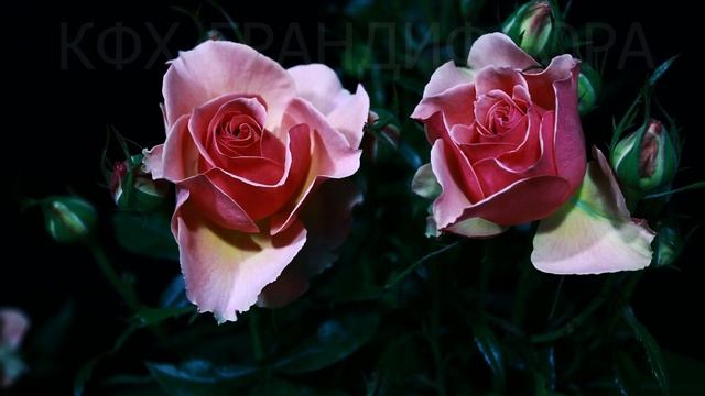 Как распускается роза Поэзия (Чайно гибридная)Timelapse Rose 4К. Poesie (William A. Warriner 1988) смотреть онлайн