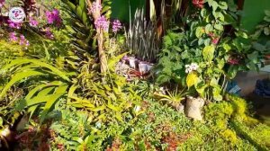 How to arrange a house terrace full of ornamental plants | Cara menata teras rumah full tanaman hia