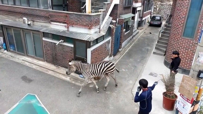 Зебра сбежала из зоопарка в Южной Корее
