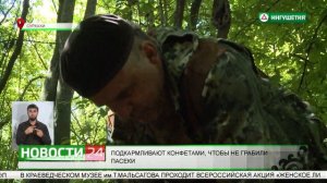 Медведей в Ингушетии подкармливают конфетами.