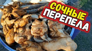 ПЕРЕПЕЛКА / ПЕРЕПЕЛКА РЕЦЕПТЫ / ПЕРЕПЕЛКИ В ДУХОВКЕ / ВКУСНЫЕ ПЕРЕПЕЛКИ / ЖАРЕНЫЕ ПЕРЕПЕЛКИ