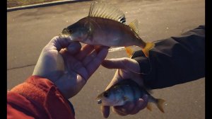 #287 | #Street fishing | Смоленка & Нева | Ловим окуней |