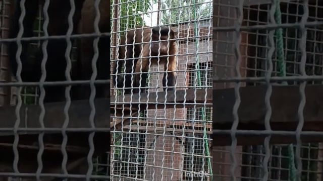 Сафари парк львов Тайган. г.Белогорск, Крым. смотреть онлайн