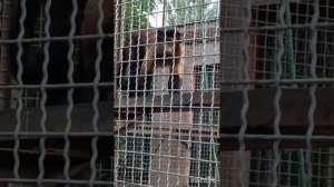 Сафари парк львов Тайган. г.Белогорск, Крым.