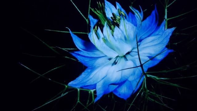 Flower Gif